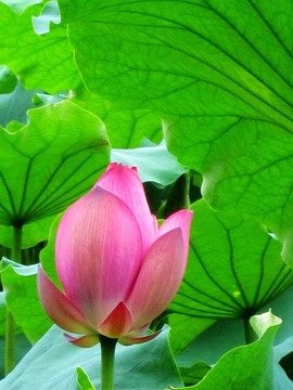 荷花唯美