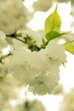 櫻花爛漫