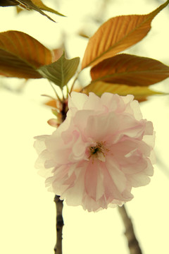 櫻花一朵