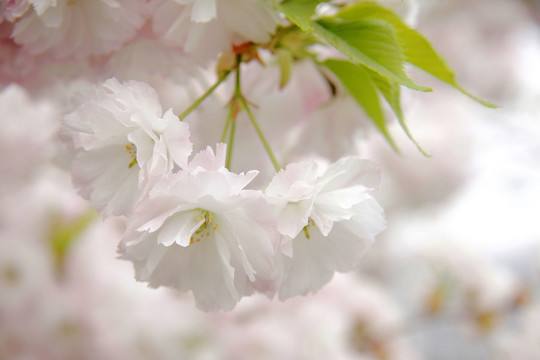 櫻花滿枝頭