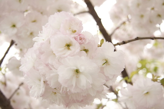 唯美櫻花