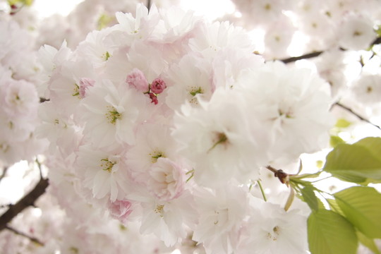 櫻花唯美