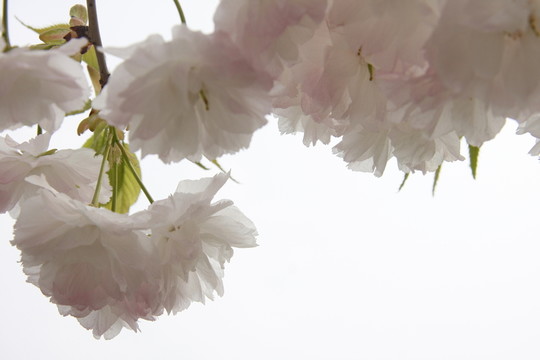 唯美櫻花