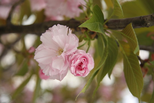 枝頭櫻花