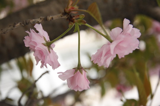 櫻花盛開