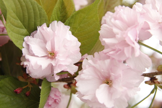 櫻花浪漫