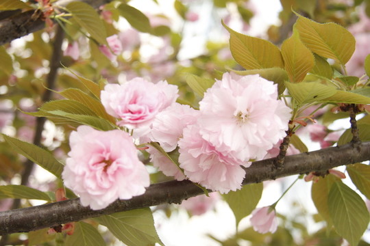 櫻花簇?fù)? style=