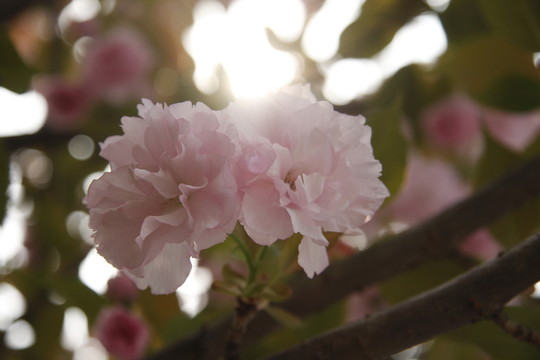 櫻花爛漫