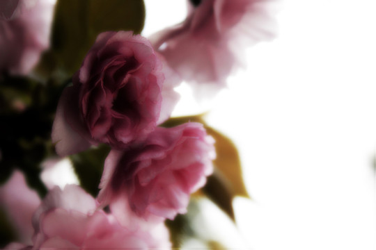 枝頭櫻花