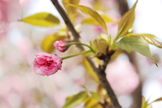櫻花唯美