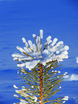 雪枝梨花開