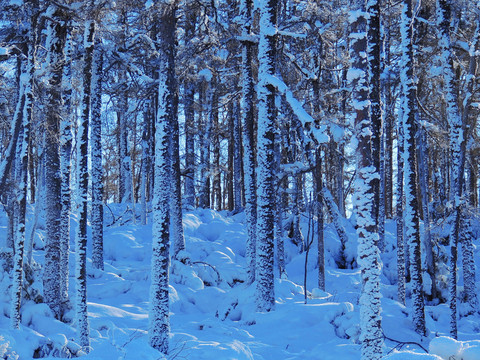 森林雪景