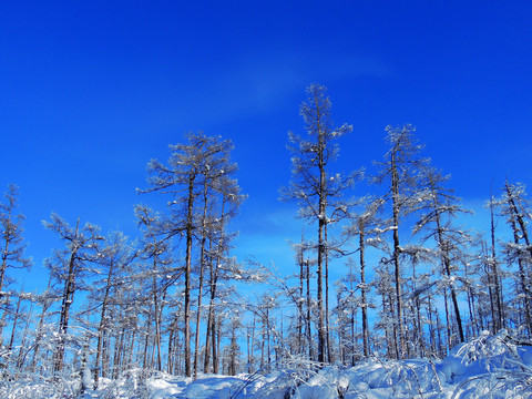 森林雪景