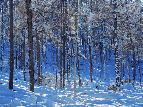 森林雪景