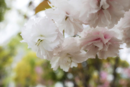 櫻花簇?fù)? style=