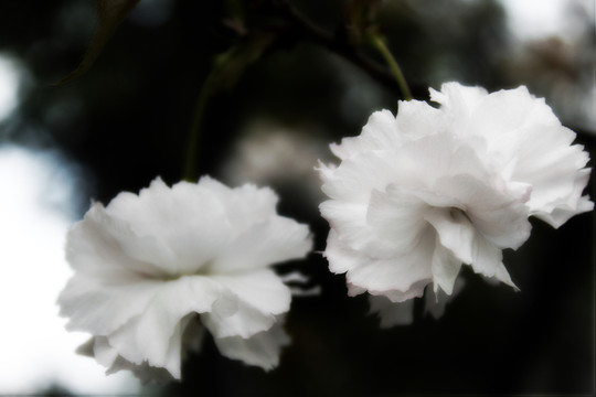 櫻花綻放