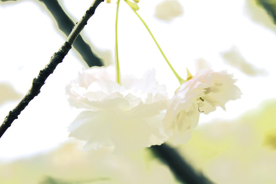 櫻花唯美