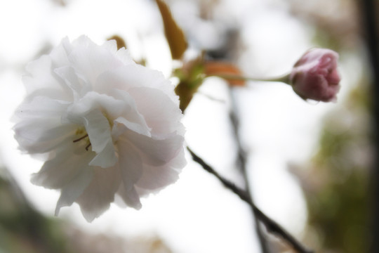 櫻花爛漫