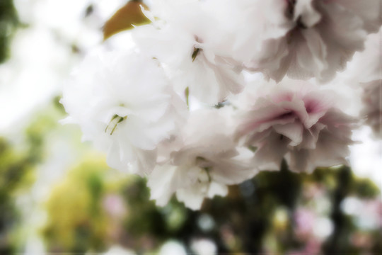 枝頭櫻花