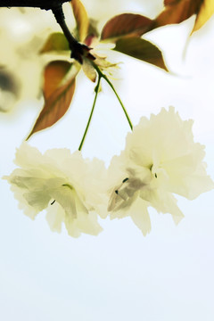 清新櫻花