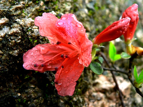 春雨杜鵑