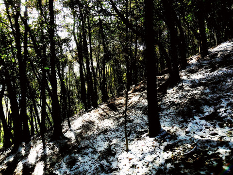 樹(shù)林雪景