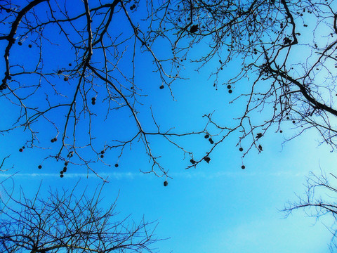 樹的天空