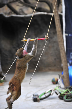 湯秋千猴子