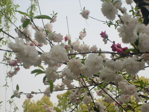 花枝