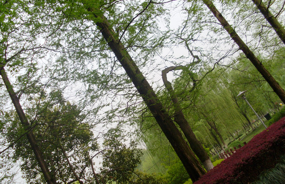 樹林