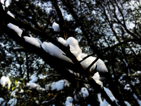 樹枝殘雪