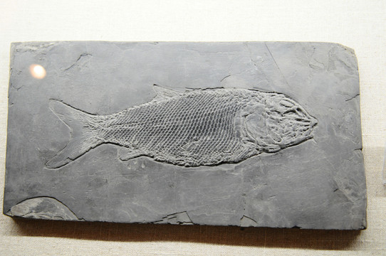 鱗齒魚