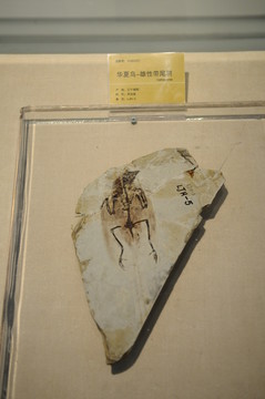 華夏鳥化石