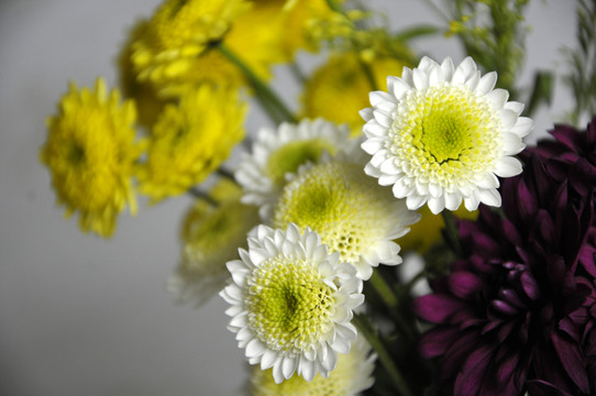 鮮花 菊花