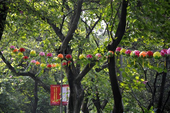 春節(jié)燈會 燈籠