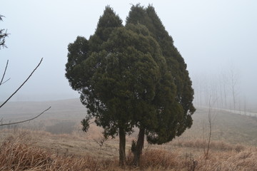 松柏樹