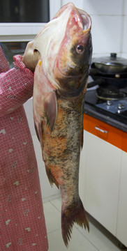胖頭魚