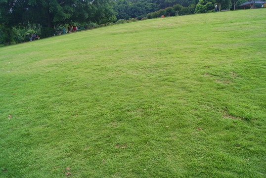 草坪