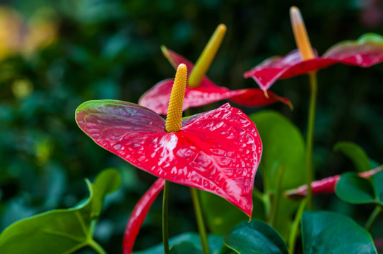 紅掌