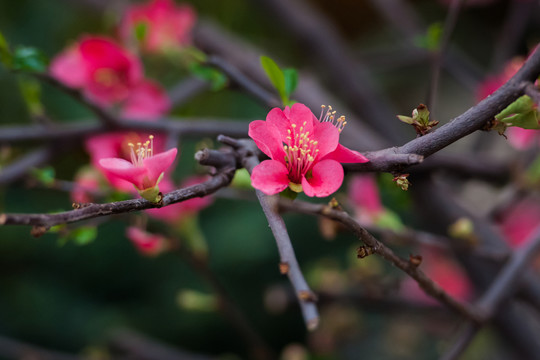 海棠花