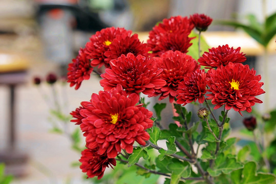 雛菊