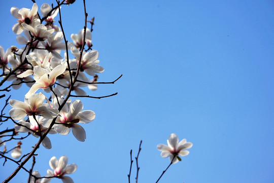 玉蘭花背景素材