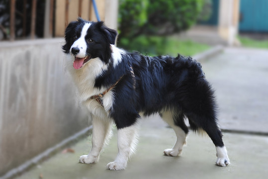 邊境牧羊犬