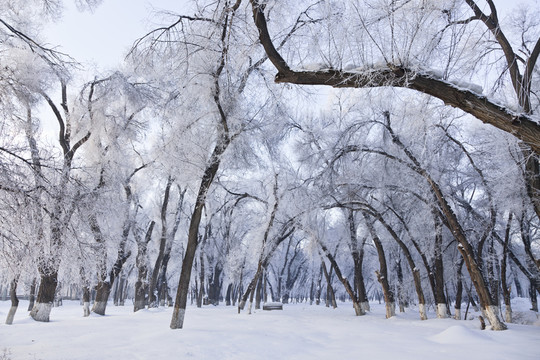 冬雪
