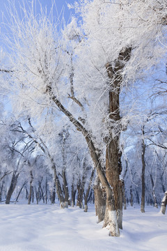冬雪