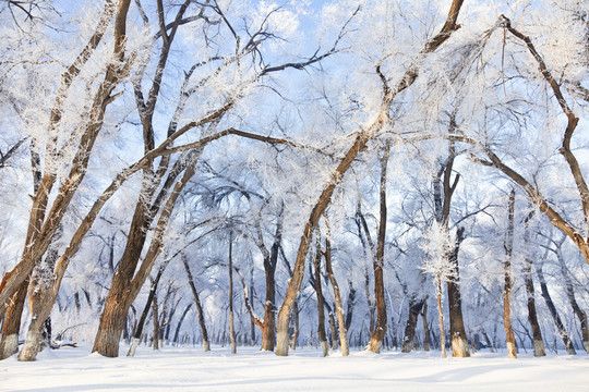 冬雪