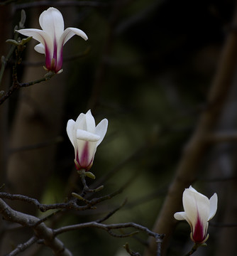 玉蘭花開