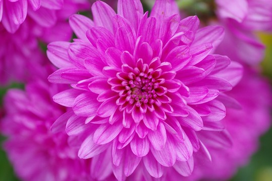 菊花花瓣