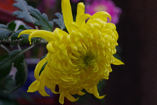 菊花