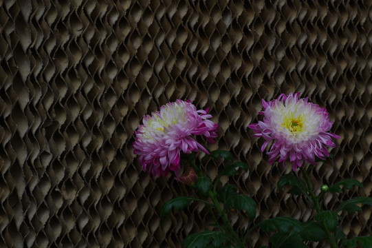 兩朵菊花